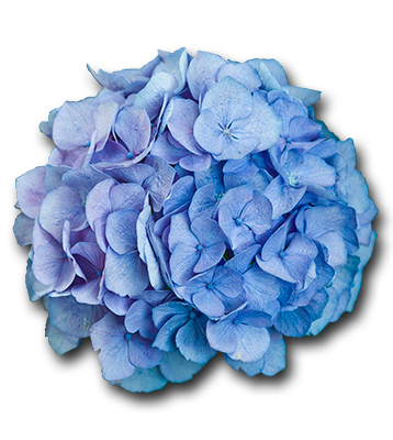 Hydrangea Nikko Blue Cutout