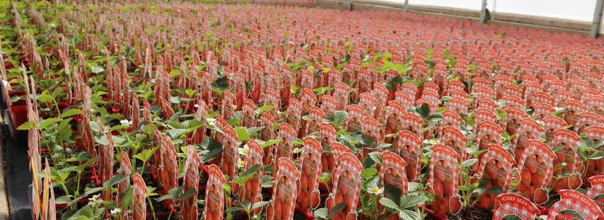 Chef Jeff® Strawberry Plants